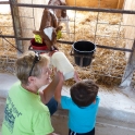 The Calf Enjoys the Bottle